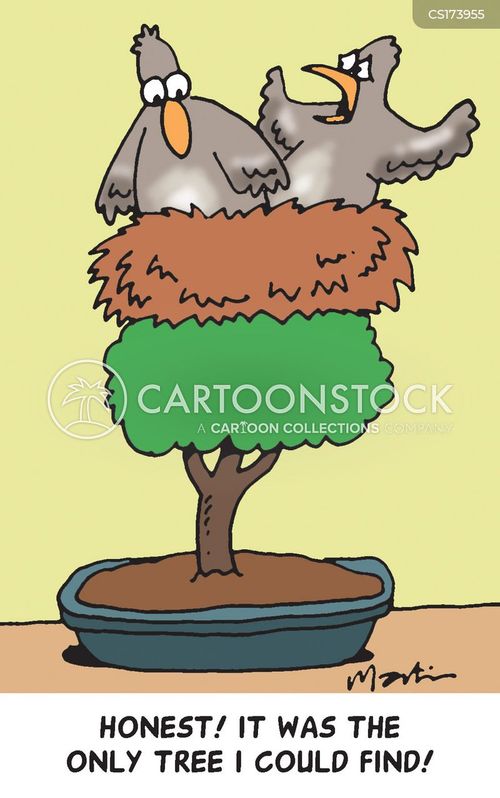 animals-bonsai-bonsai_tree-bird-birds_ne