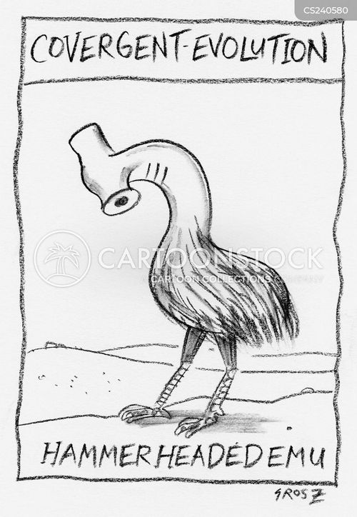 animals-emu-hammerhead-hammerhead_shark-