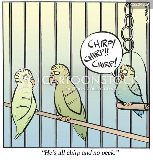 animals-parakeet-bird-exotic_pet-birdcage-bird_cage-nfkn1292_low.jpg