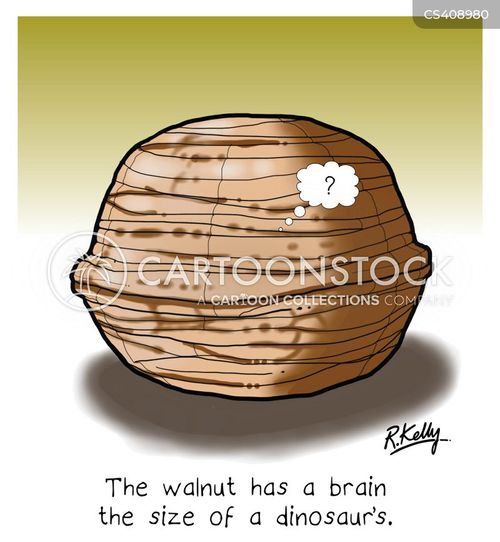 Walnut Cartoons and Comics funny pictures from CartoonStock